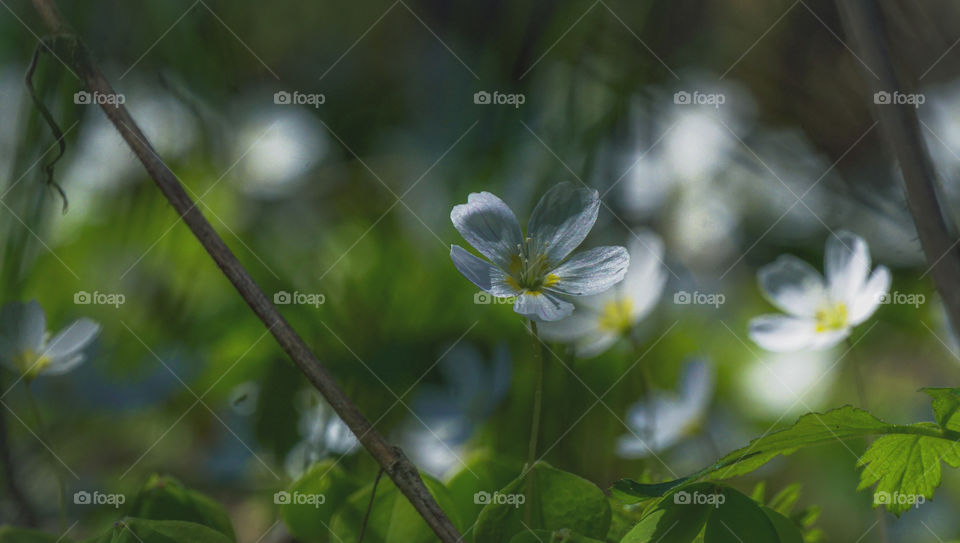 flowers