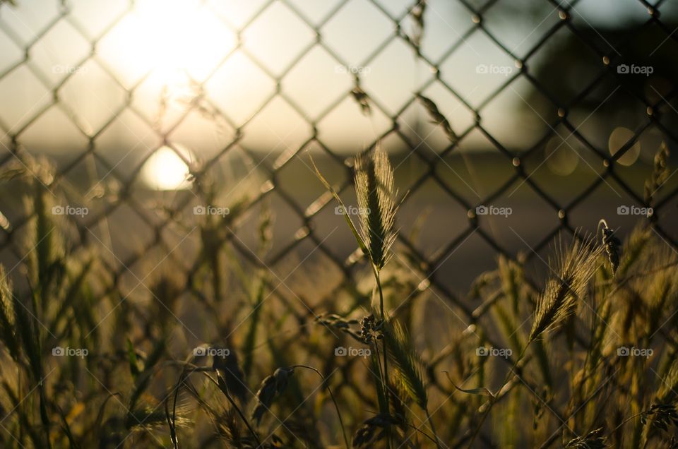 Wire mesh and sunset