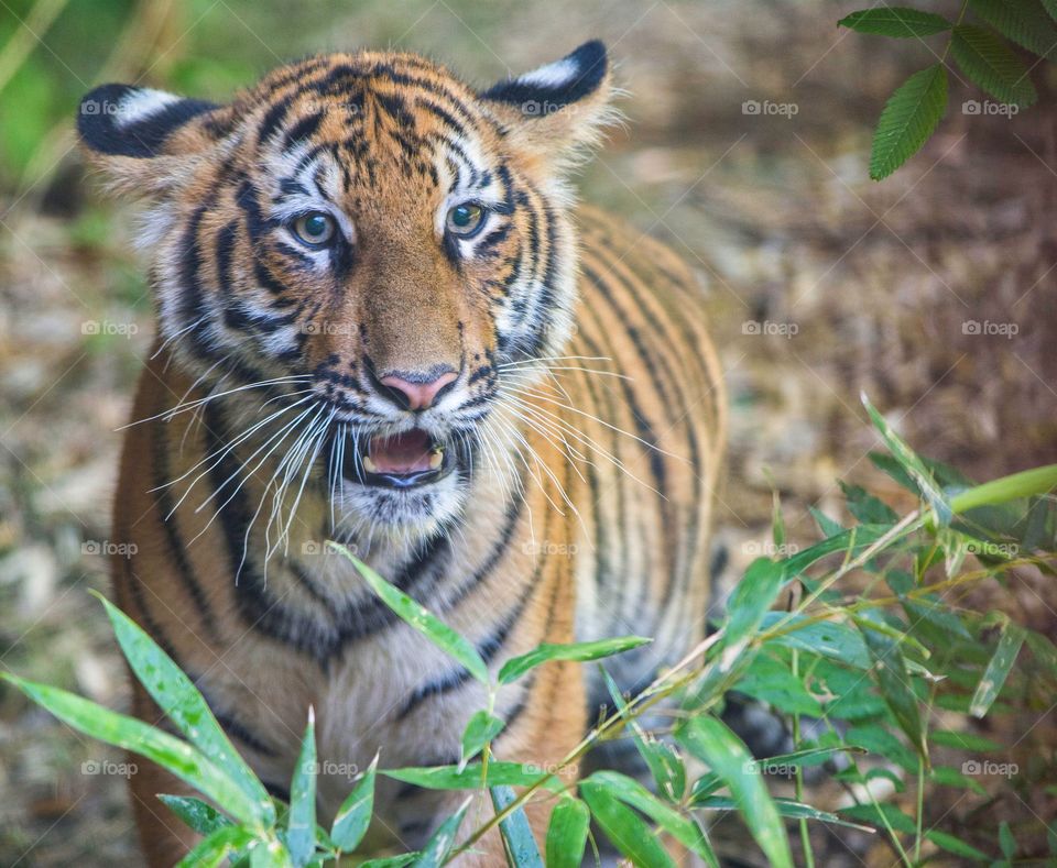Bengal tiger on alert