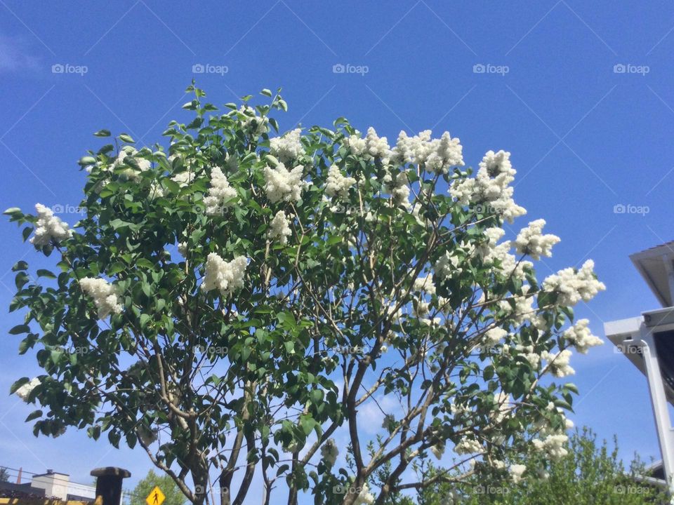 White Lilac in a Garden Against the Blue Sky