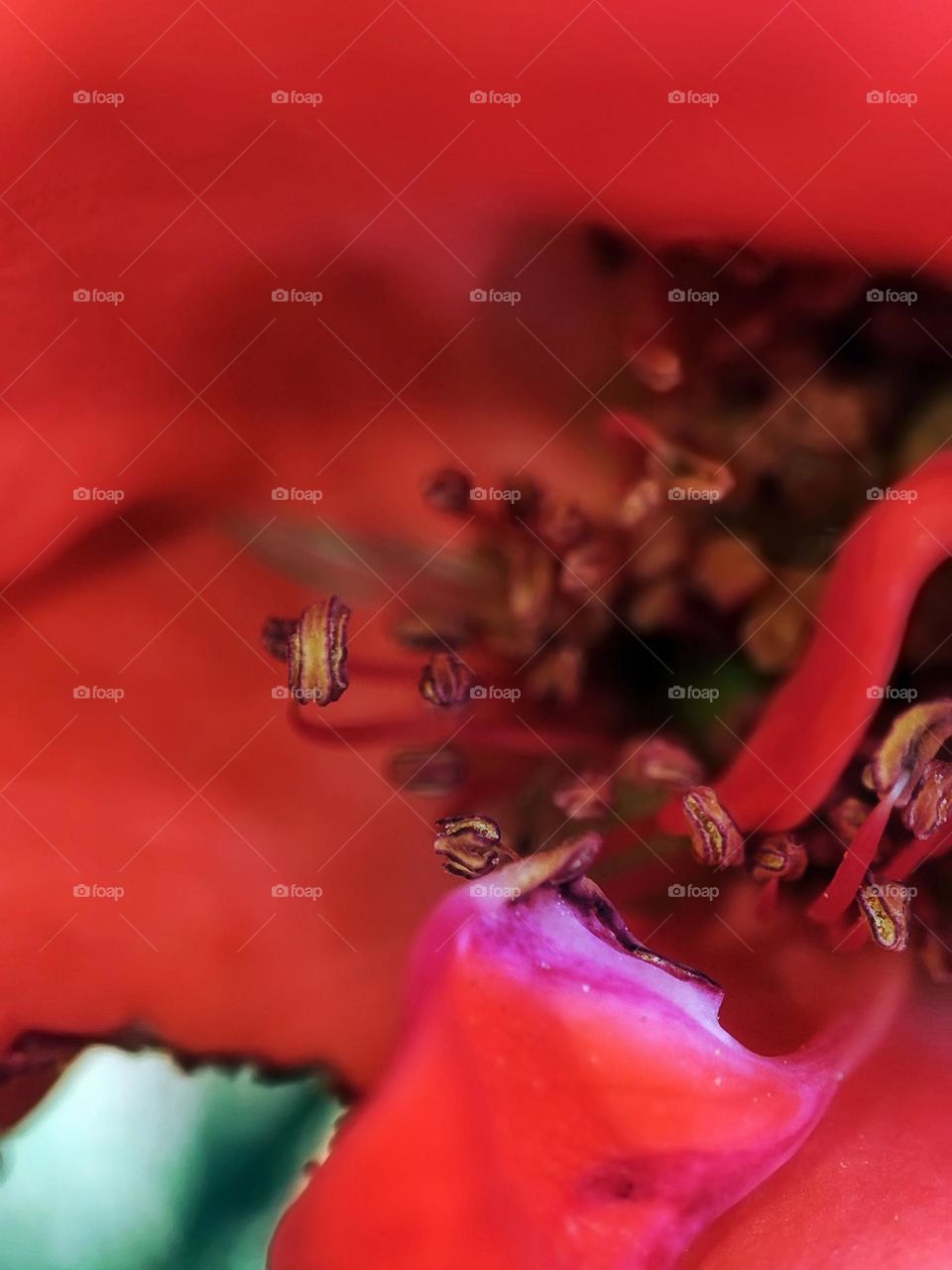 Macro photo of a flower growing in the garden