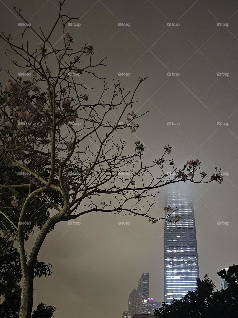 Tree at Hong Kong West Kowloon Cultural District, looking at ICC on a rainy night