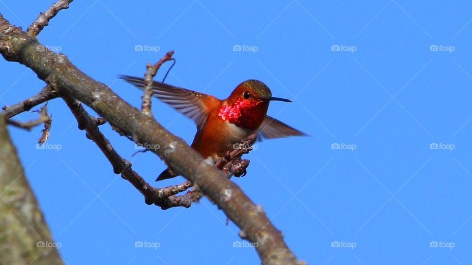 Happy Rufous Hummingbird 