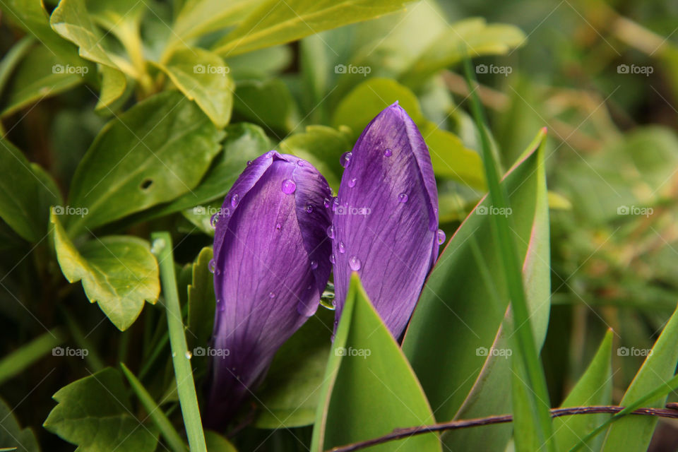 Crocus flowers with rain drops