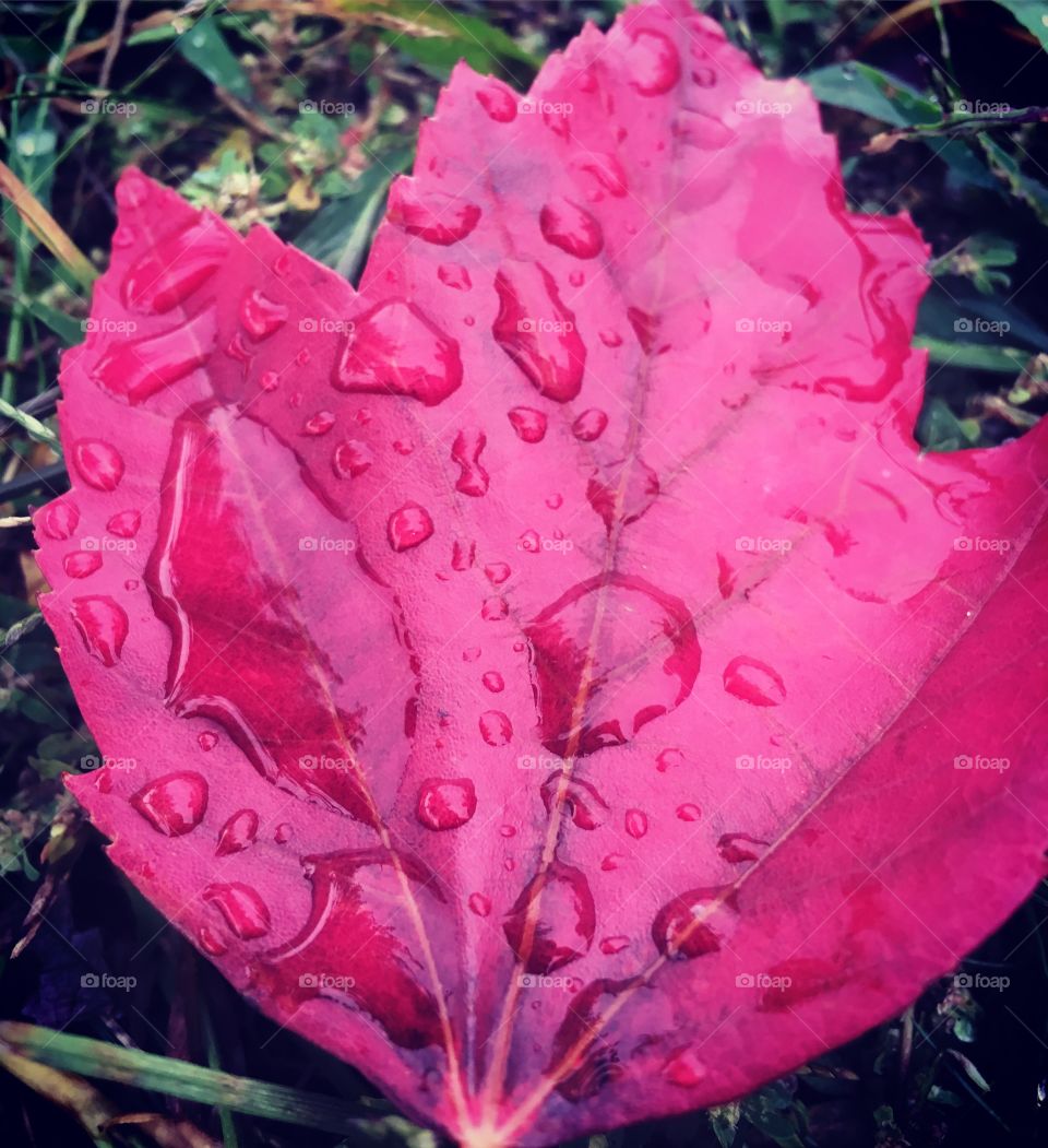 Red leaf