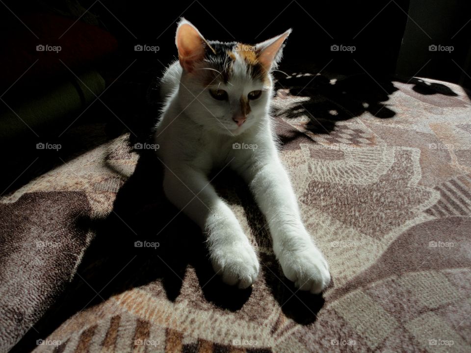 Cat, Portrait, Animal, Pet, Kitten