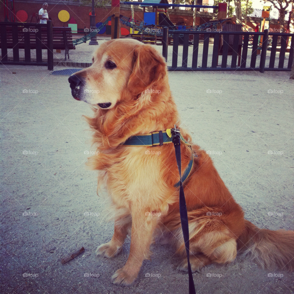 dog park puppy golden by feskie