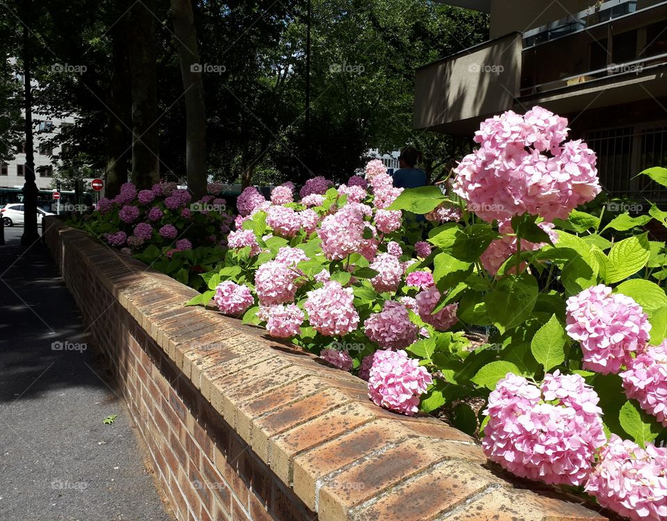 Blossoming pink hydrangea