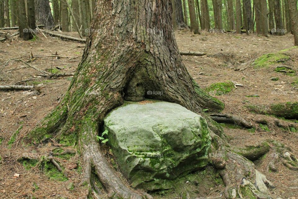 tree growth around rock