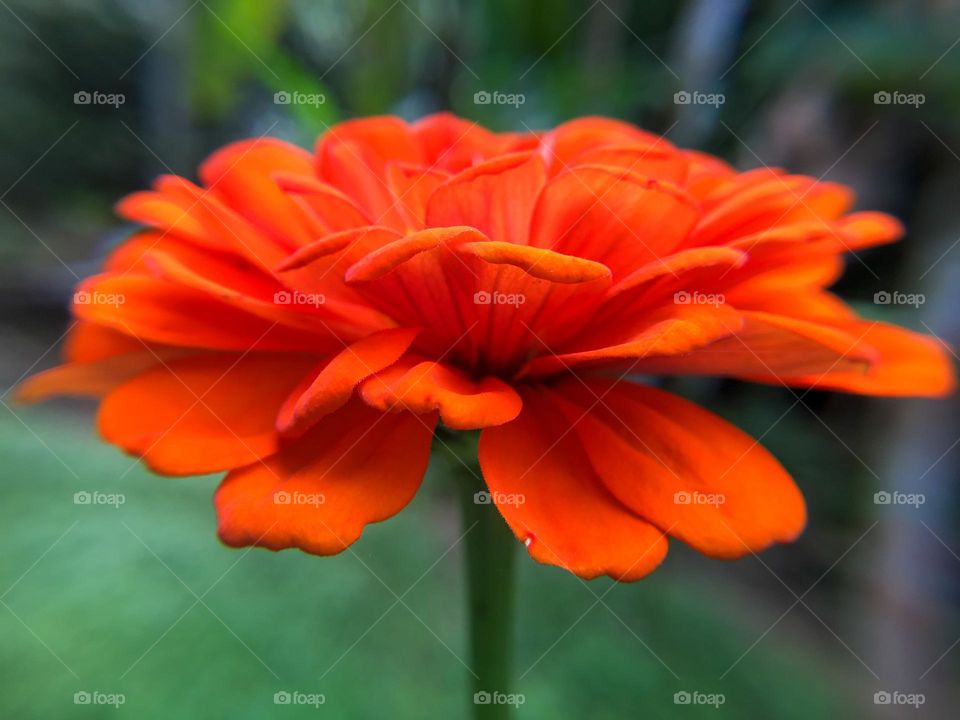 Zinnia Flower 