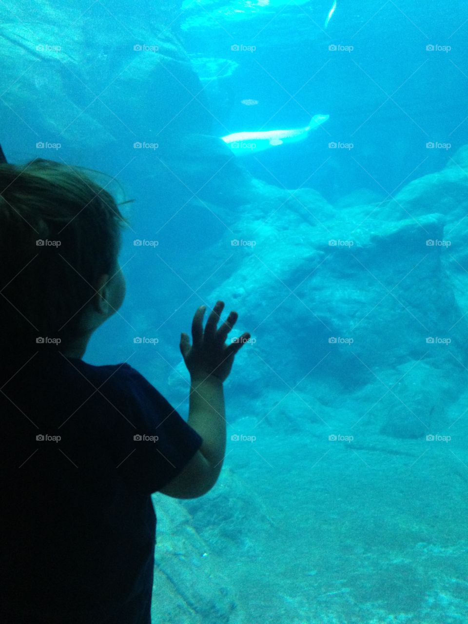 Boy watching aquarium.