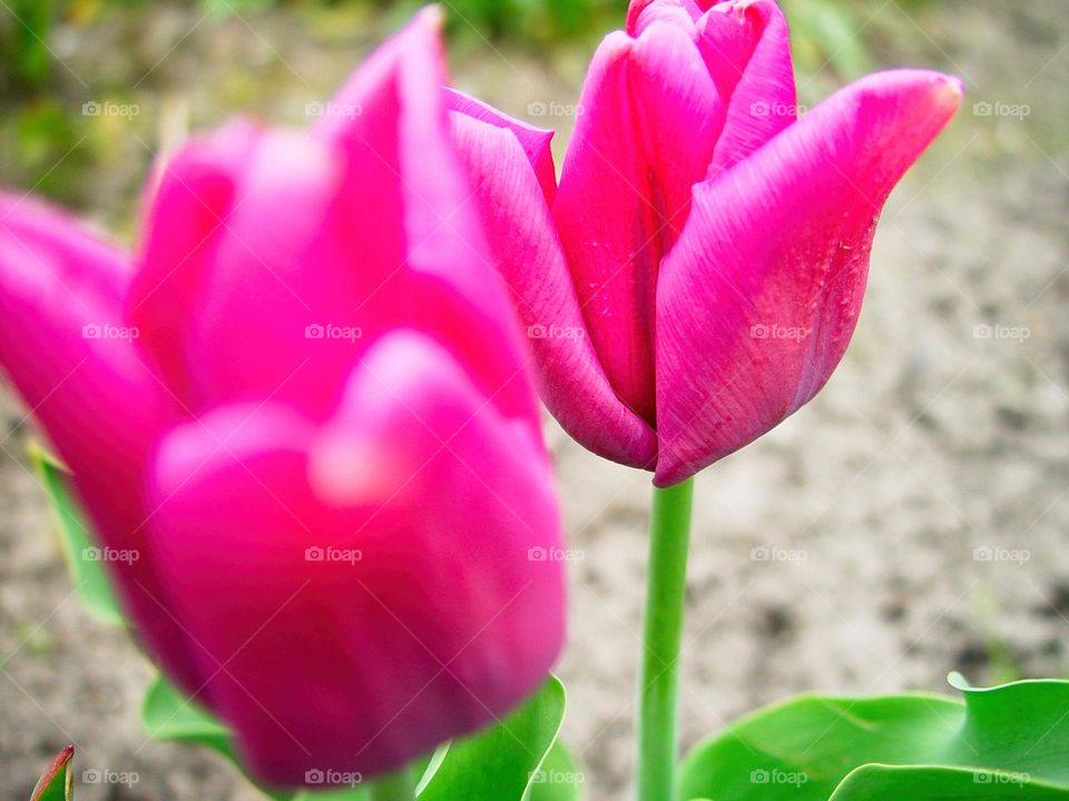 tulips
