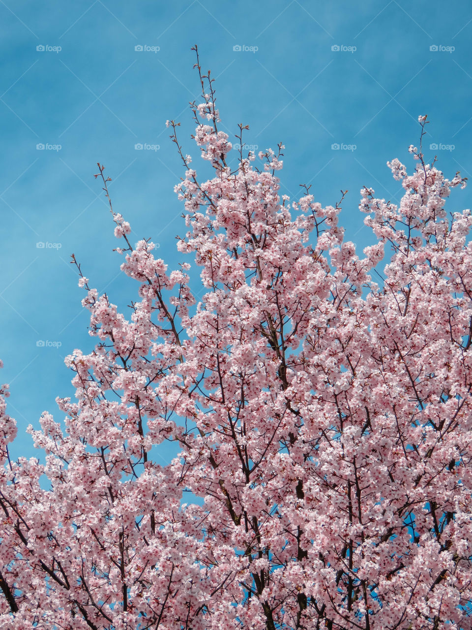 flowering trees in spring on a sunny day