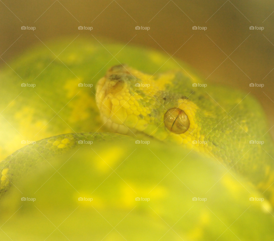 green snake snake eye by lightanddrawing