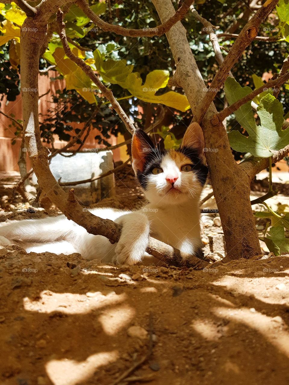picture of a little beautiful cat sitting under a tree in a hot summer sunny day
