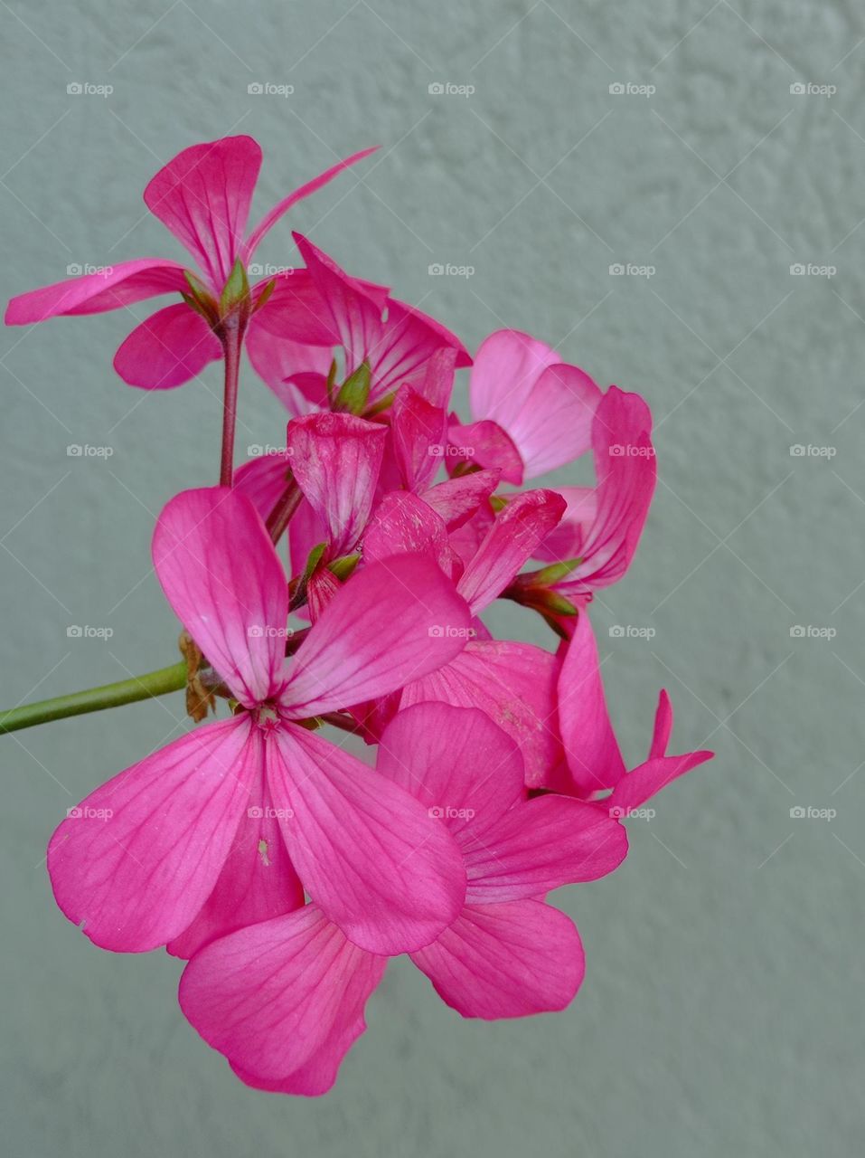 Pink geranium brighten a garden