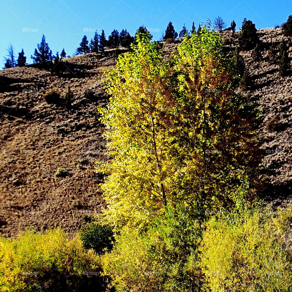 Bright fall colored trees enhance a hill in Oregon. 