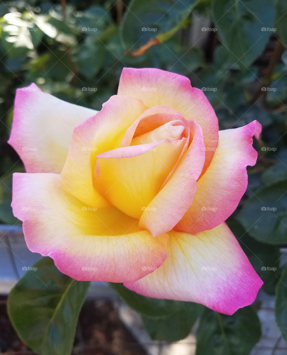 Spring Rose 2018