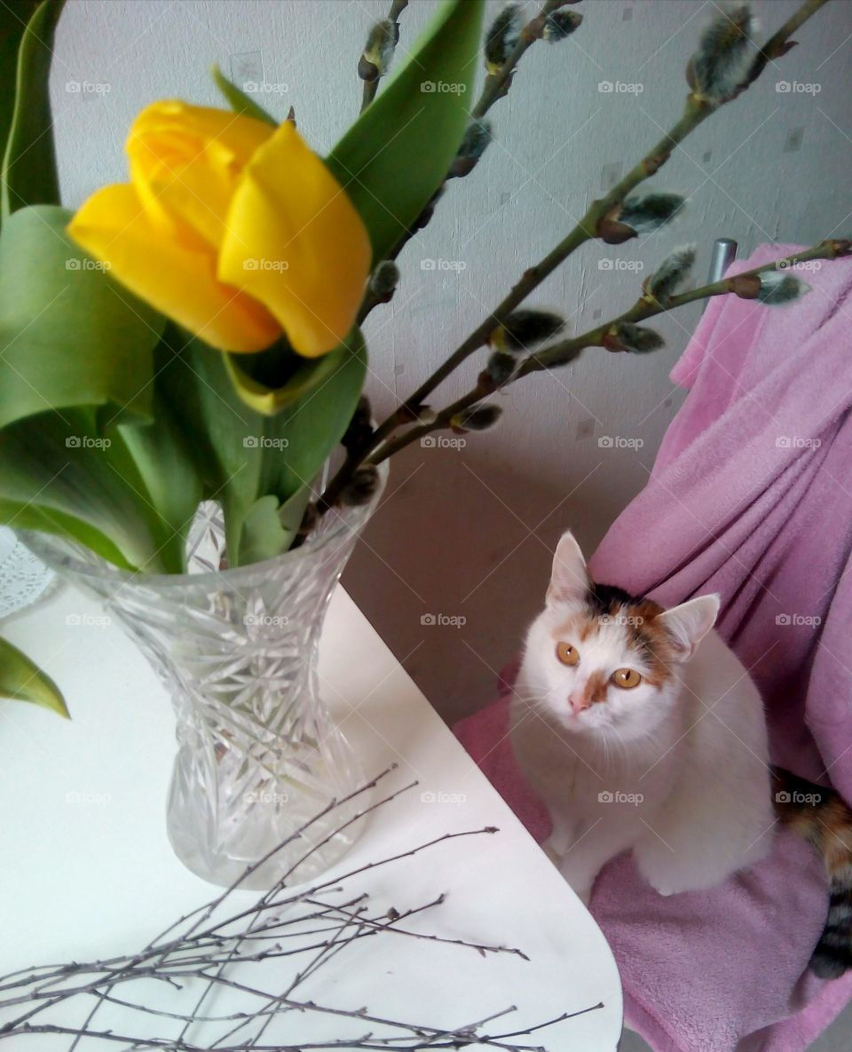 cat pet and flowers