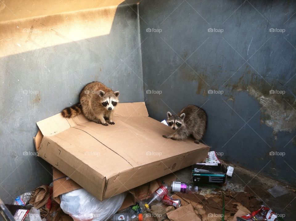 Raccoons in dumpster