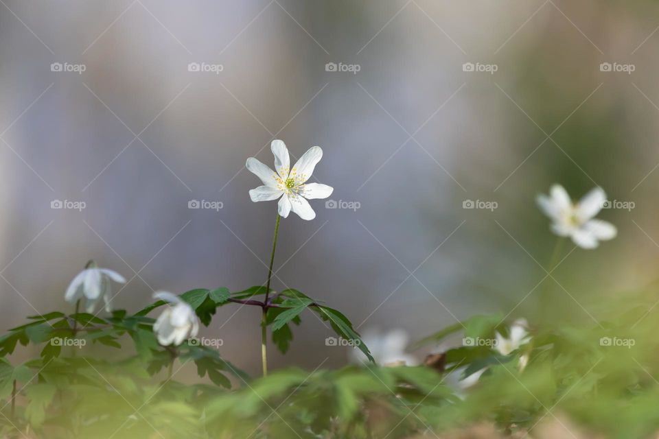 Closeup of sun shining on white blooming anemone flower standing tall in forest at spring 