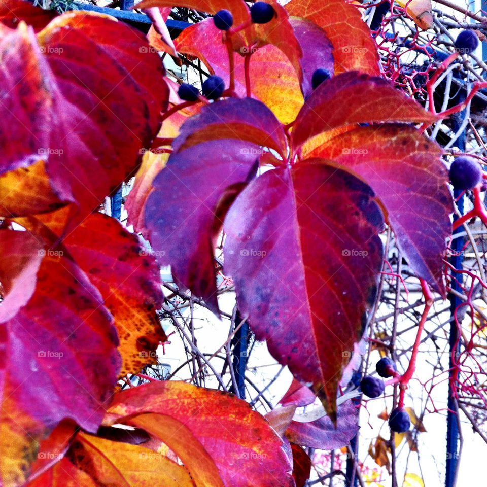 red background leaves fall by kuzeytac