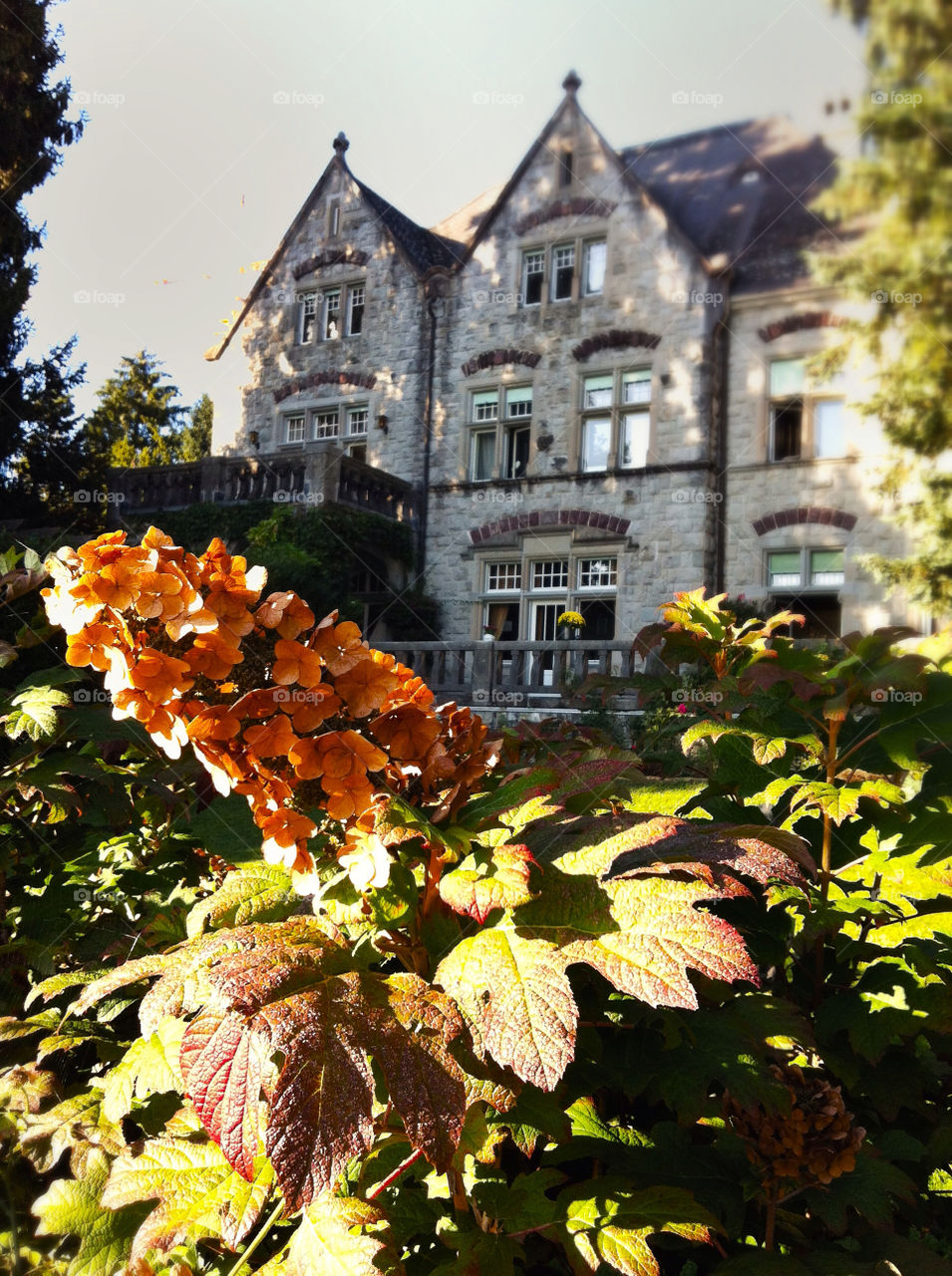 flower colors tree leaves by nivoa