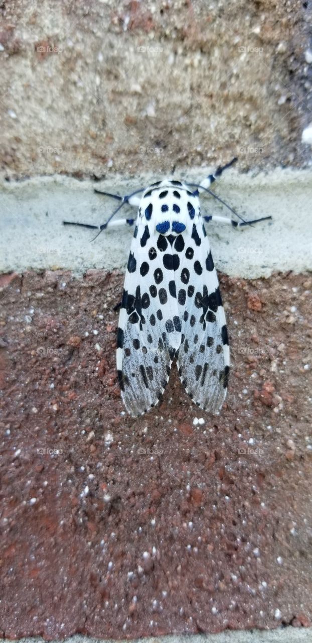 The giant leopard moth is well named. This spotted moth lends a touch of the exotic to the north east. He was posing on the brick face of my house just under the light sconce where he spent the night.