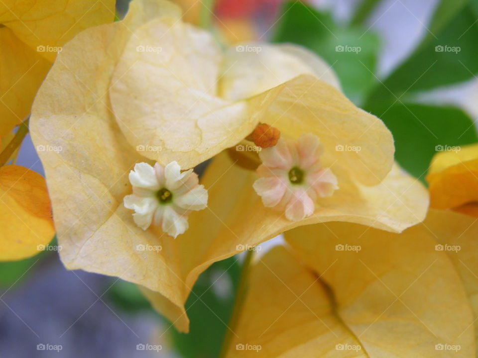  flower within a flower