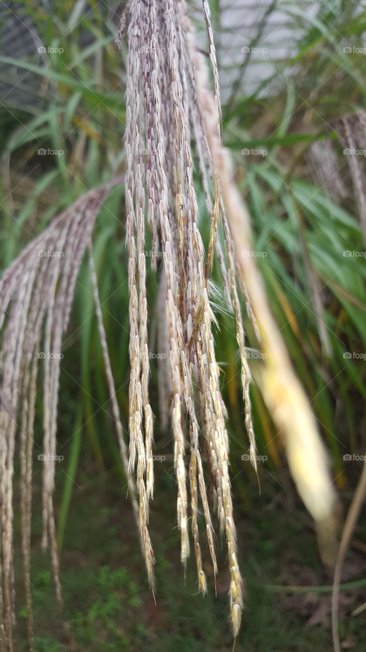 Nature, Flora, Leaf, Tree, No Person