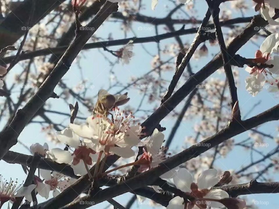 绽放纯洁自由ازهر حرية نقيةMekar kebebasan murni/Kebebasan murni mekar