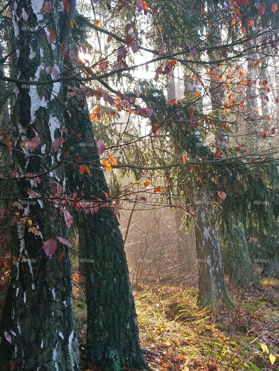 Sunligh t
in the forest