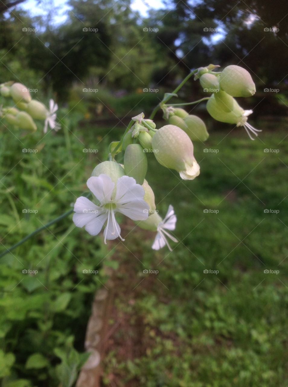 Plants around us.