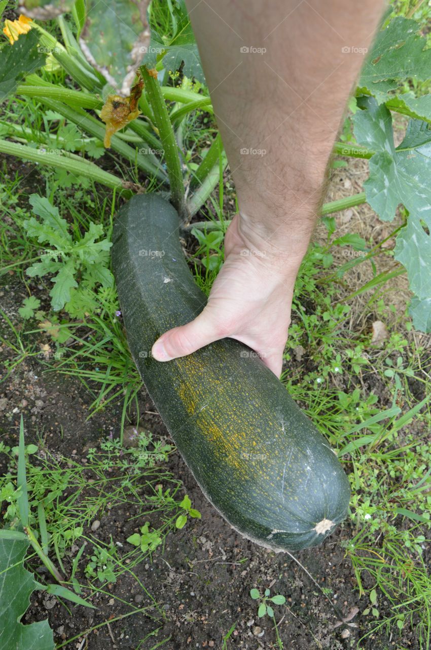 zucchini