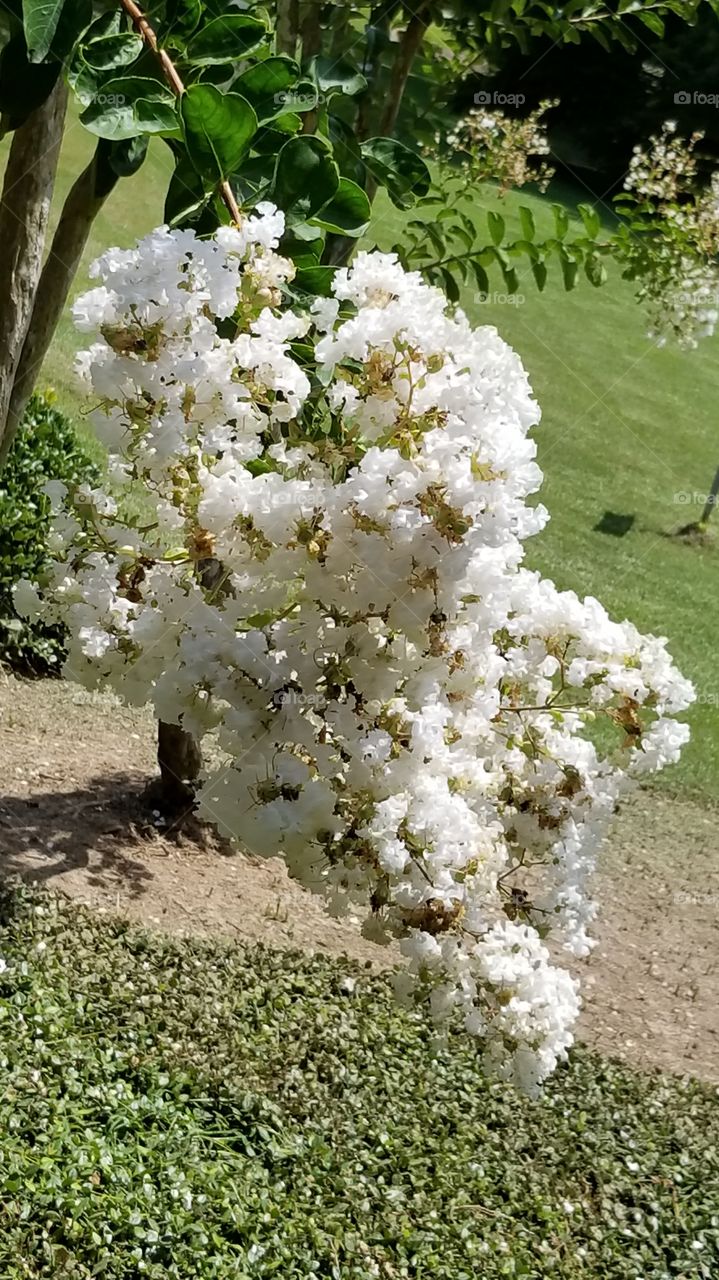 White Magnolia Tree Branch
