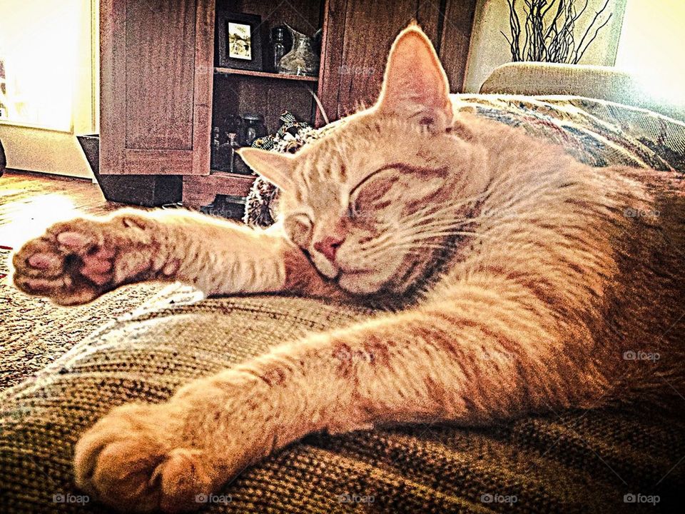 Sleepy Cat Nap