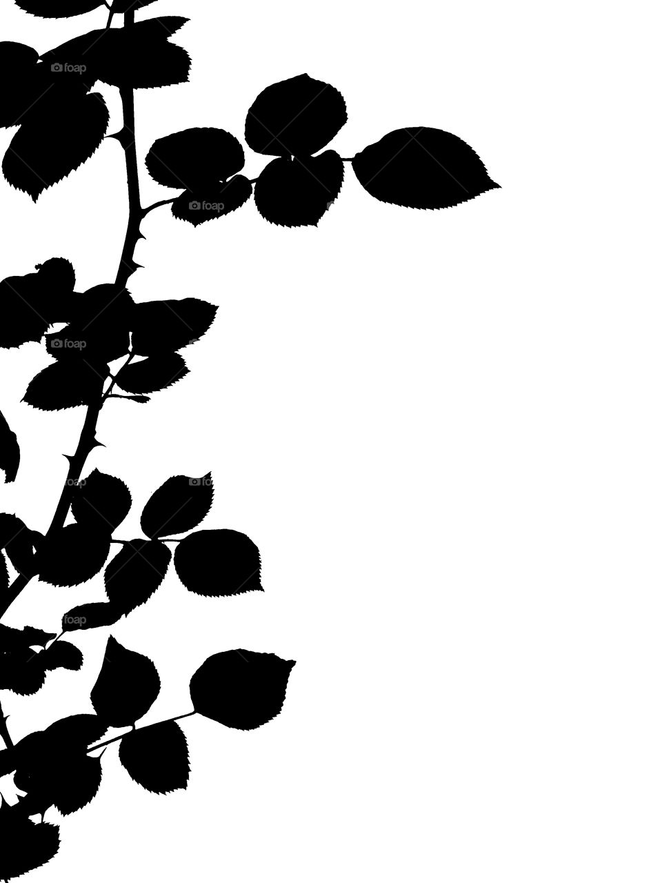 Silhouette rose twig isolated on white background with copy space.