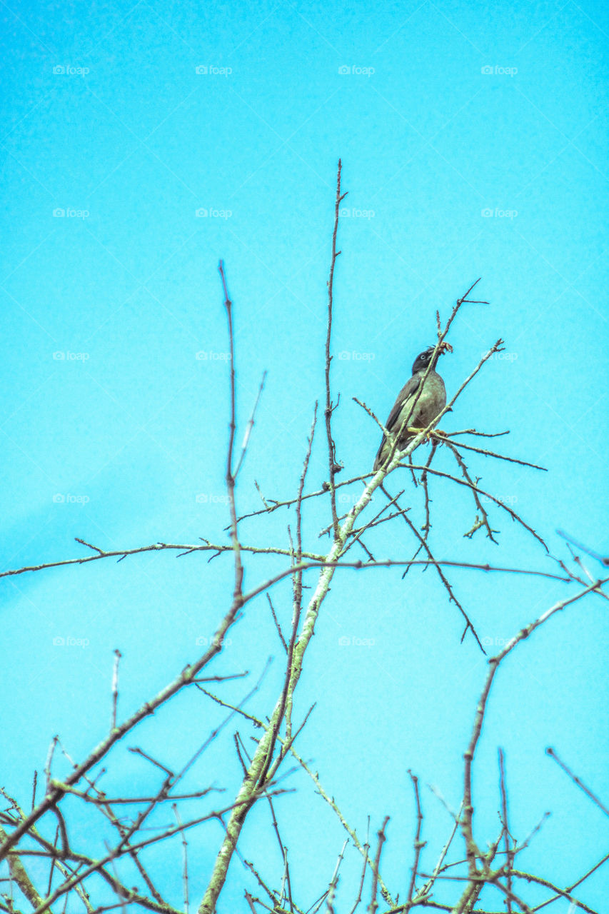 Summer special photography. amazing photography of bird. Bird with blue background