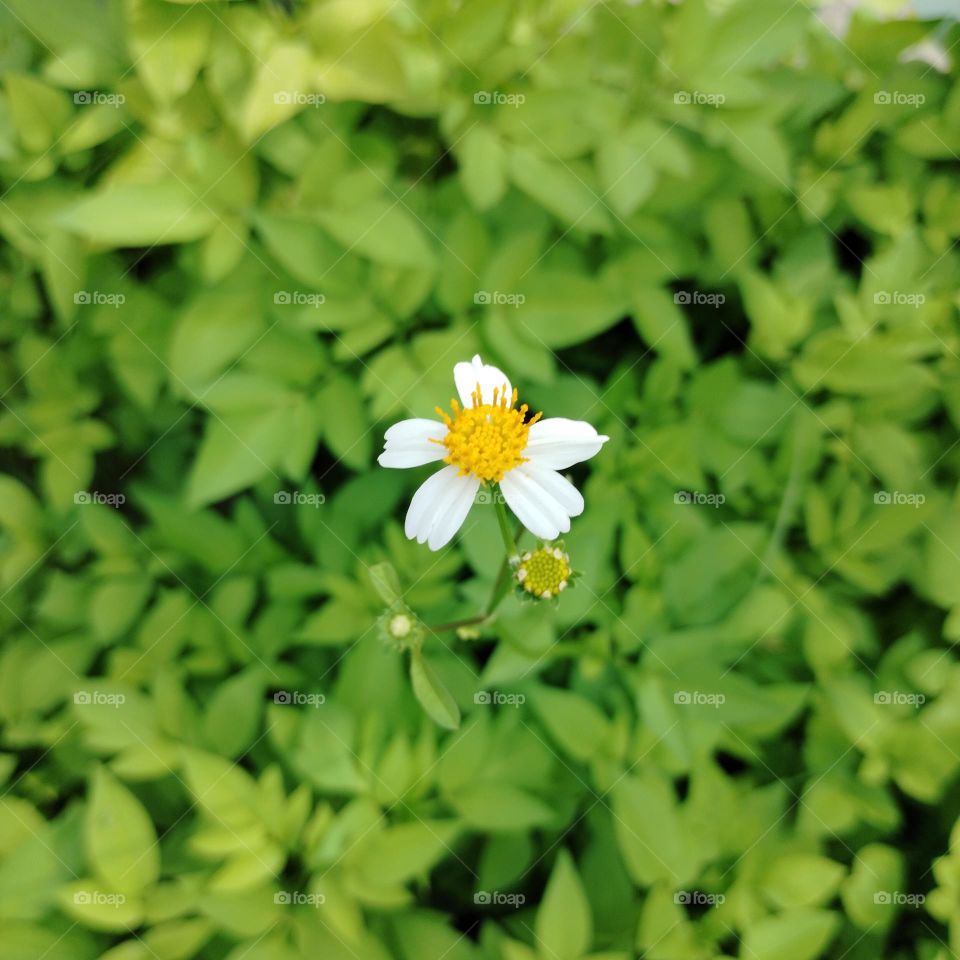 Battle : Winter vs Spring