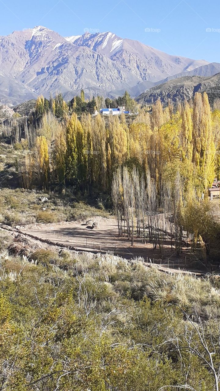 el otoño presente en la precordillera