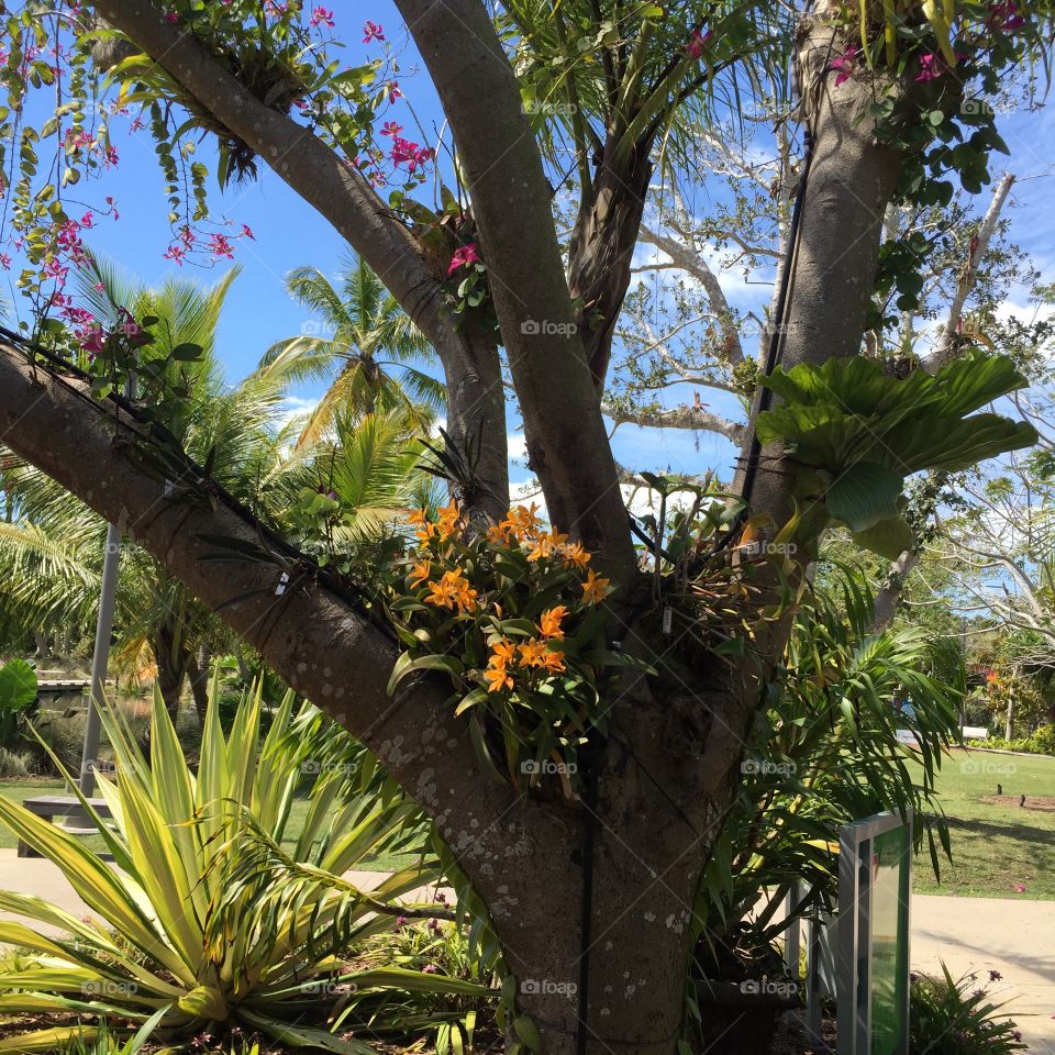 Tree with flowers 