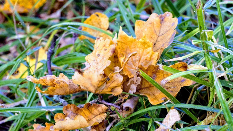 Leaves
