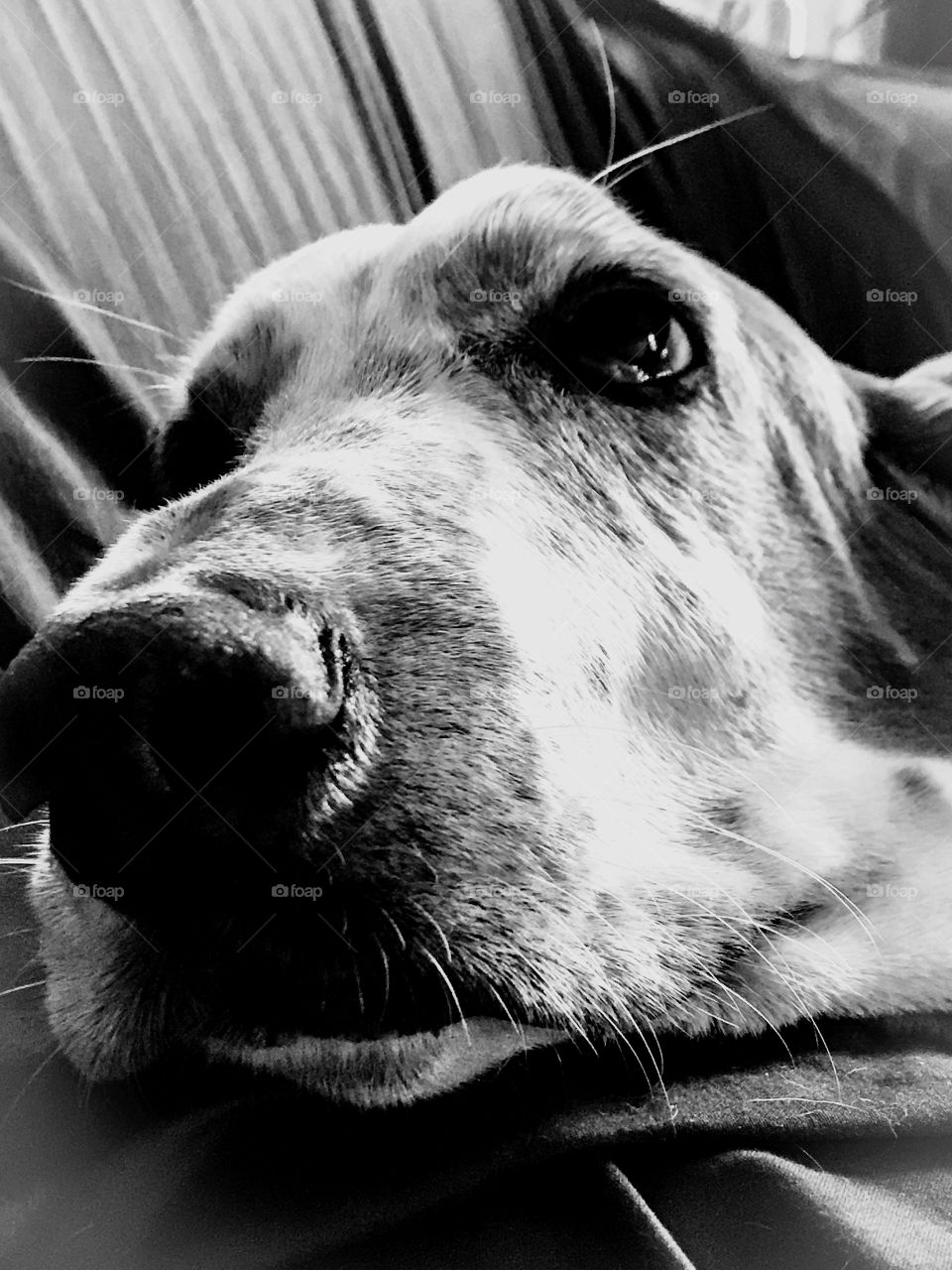 A profile of my hound