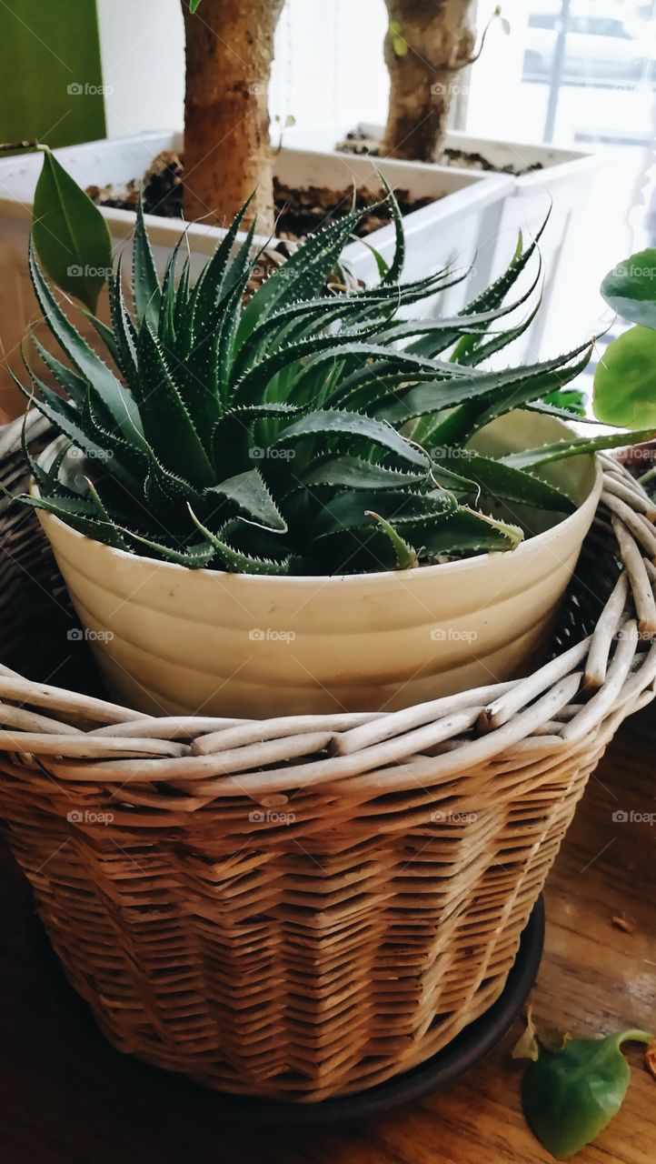 Aloe in wicker basket