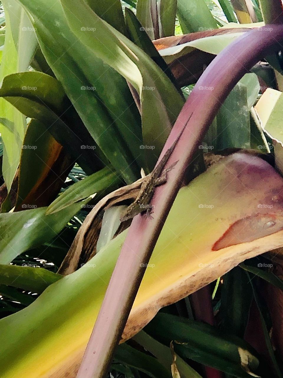 Little lizard in Florida