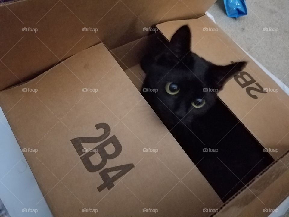 Bitty in a box