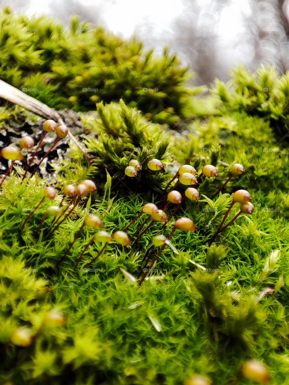 Light green moss is blooming in winter forest