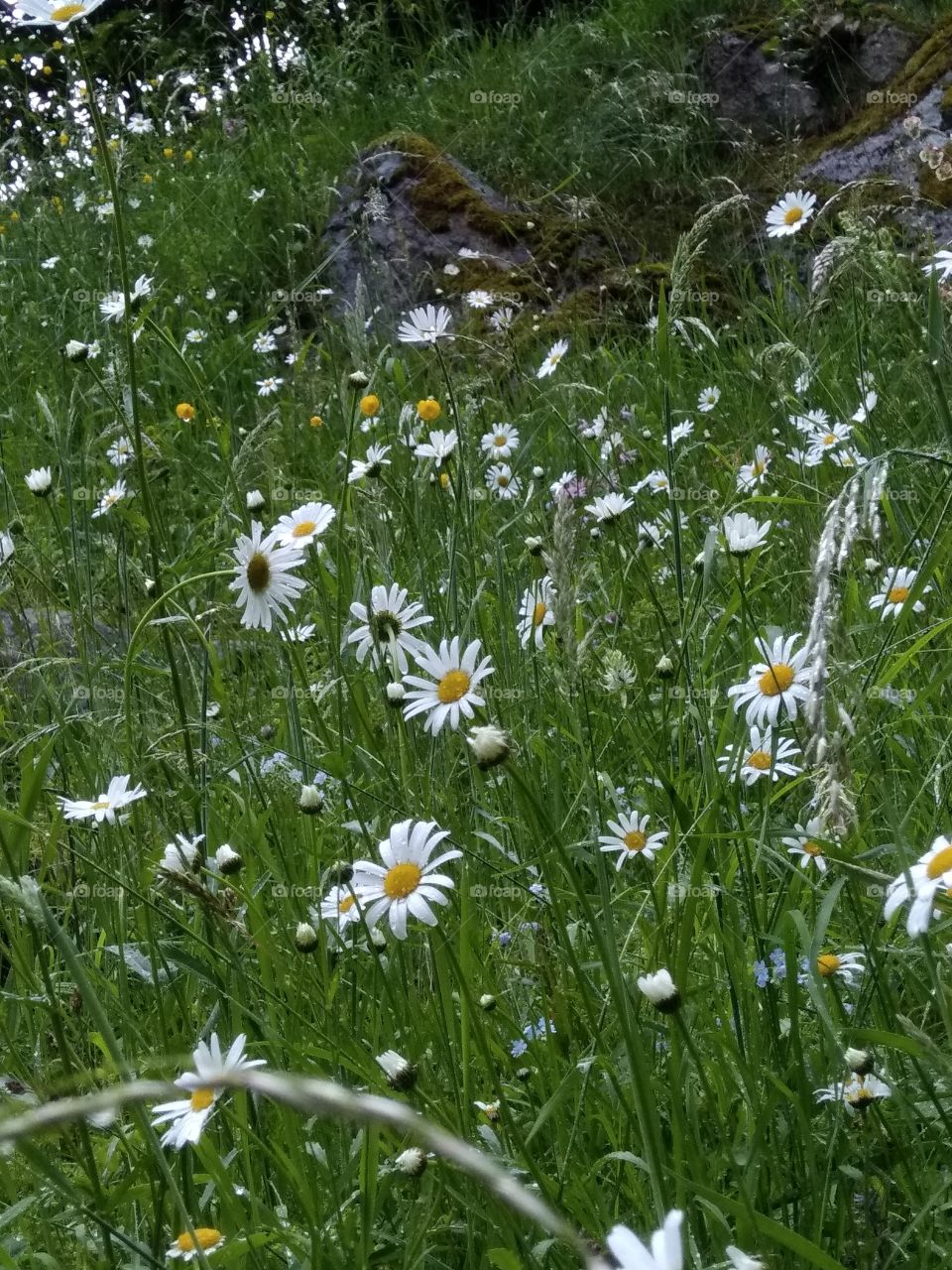 Kurpark in Bad Wildbad