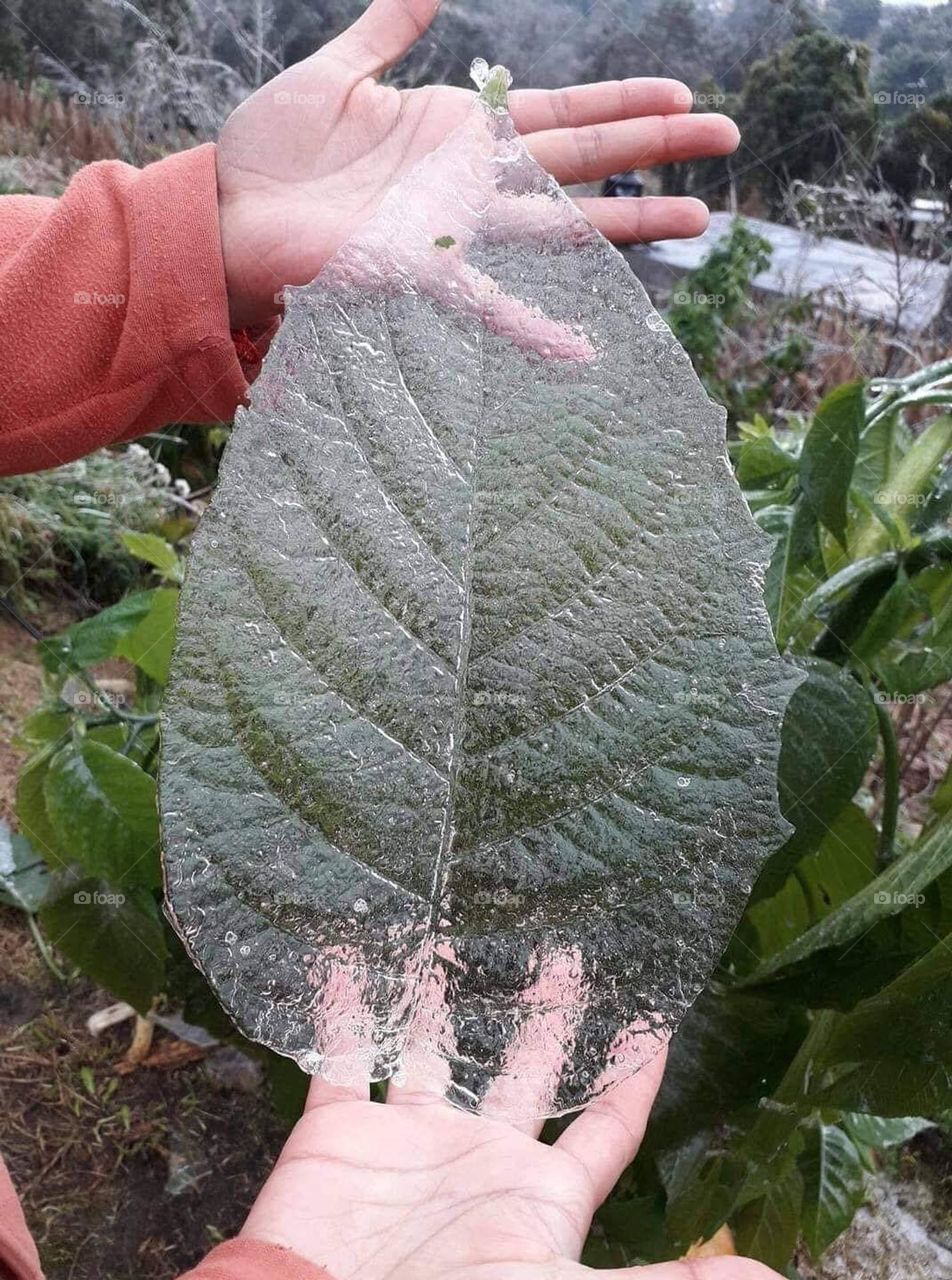A leaf made of ice was molded in my garden after  the blizzard