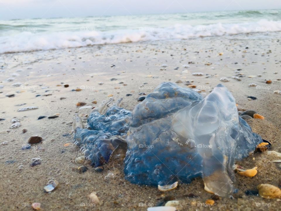 Жители Чёрного моря